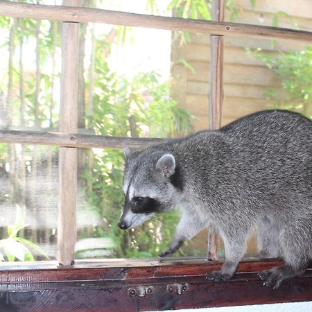 Hostel Utopia Isla Holbox ภายนอก รูปภาพ