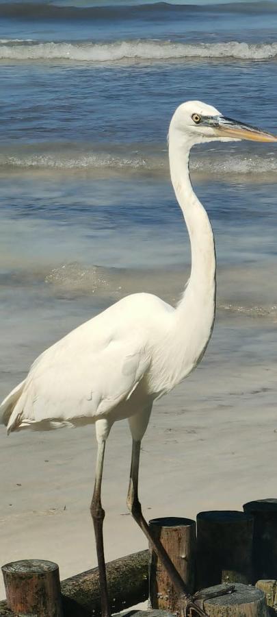 Apartment Close To The Town Utopia Isla Holbox ภายนอก รูปภาพ