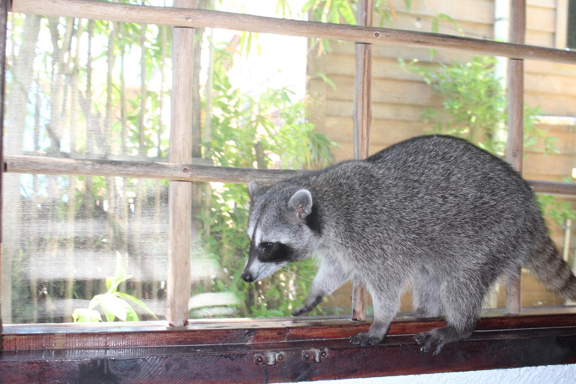 Hostel Utopia Isla Holbox ภายนอก รูปภาพ